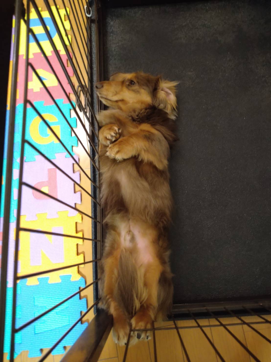 なんでその寝方なん？短い足を引っ掛けて眠るMashがかわいすぎる